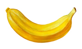 Raster drawing of a banana, hand drawn with gouache paints, yellow ripe banana in a peel. Realistic ...