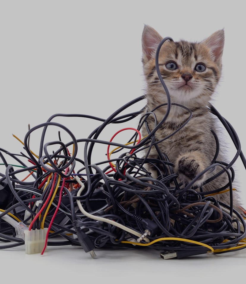 Kitten and a pile of gnawed wires isolated on a white background.