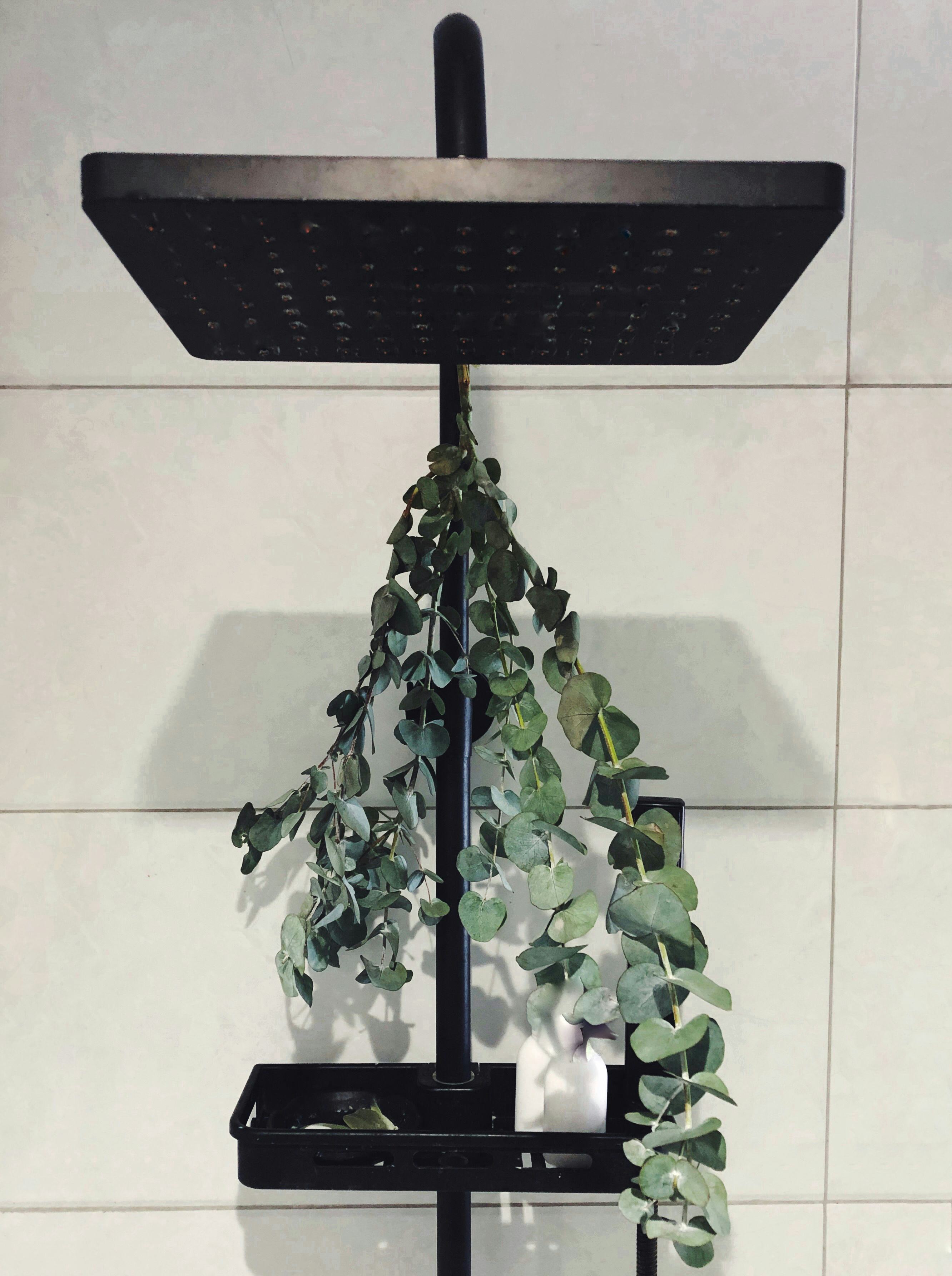 how to tie eucalyptus to shower head