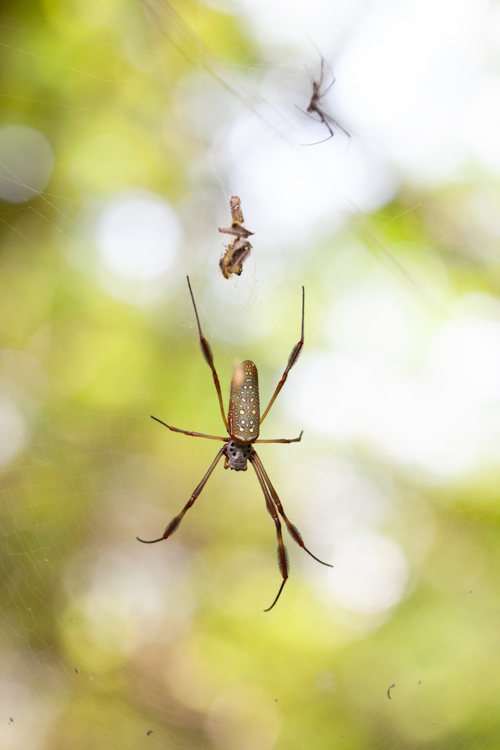 Close up of female and male golden orb weaver spiders ( trichonephila clavipes ) on their web amongs...