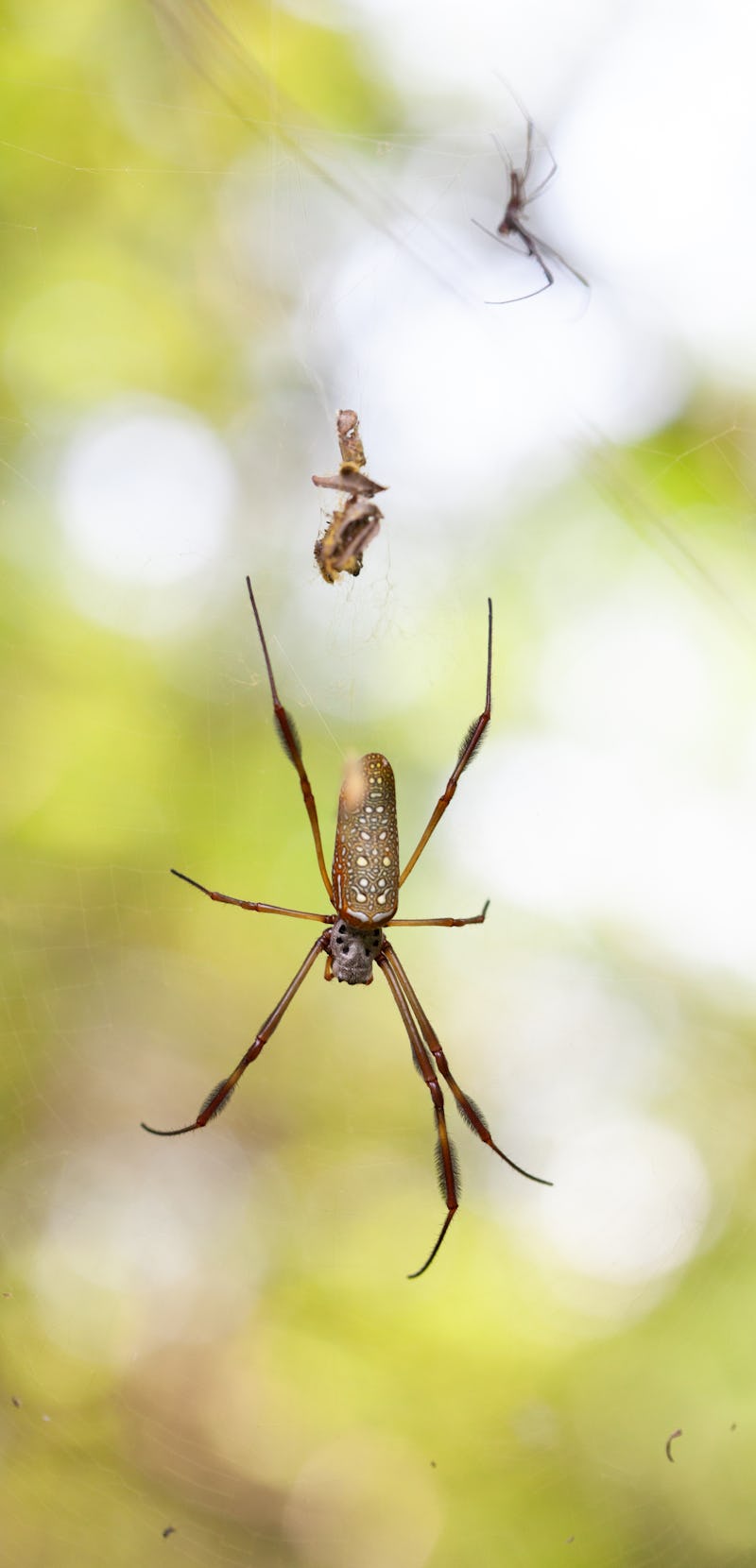 Close up of female and male golden orb weaver spiders ( trichonephila clavipes ) on their web amongs...