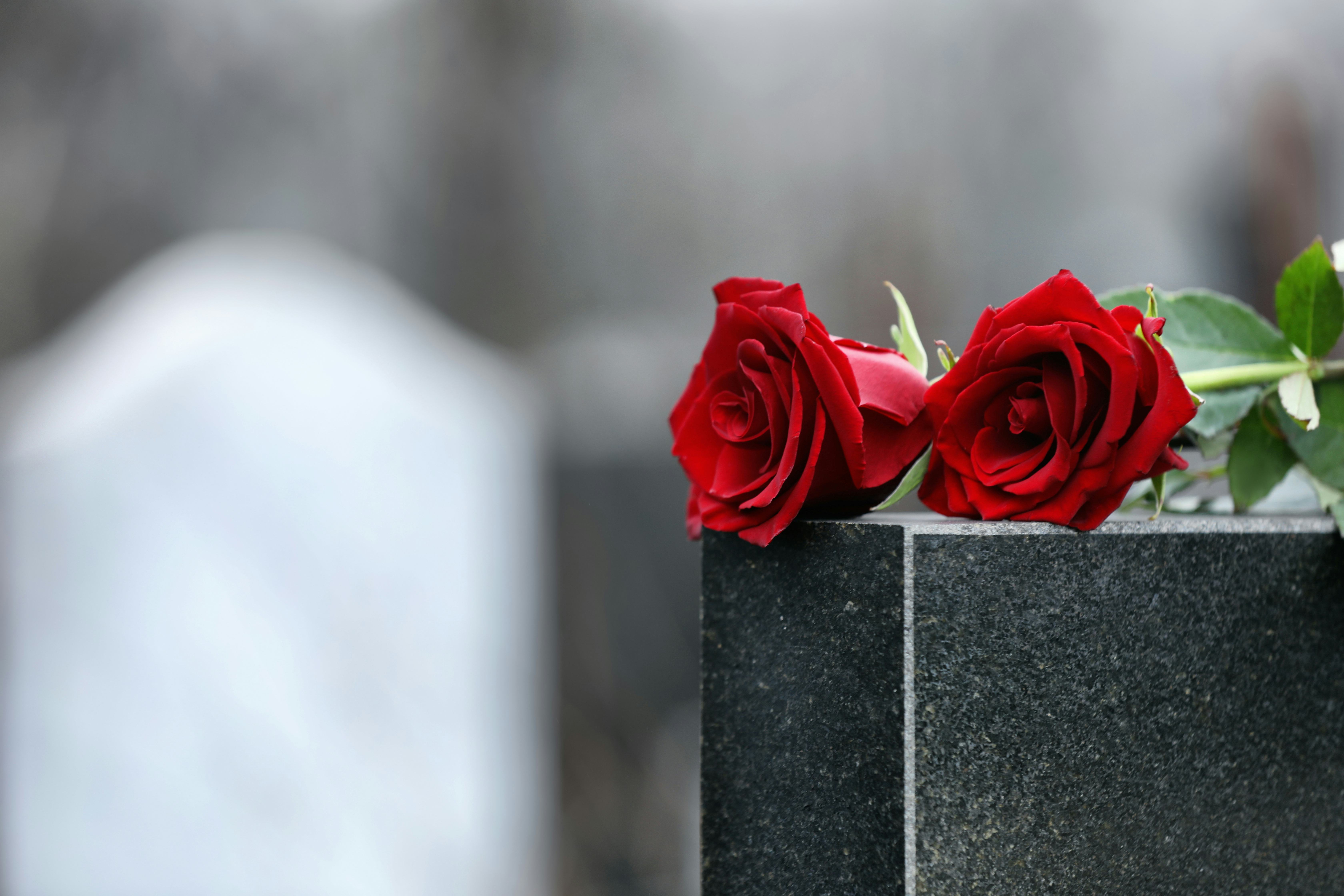 Red roses on black granite tombstone outdoors, space for text. Funeral ceremony