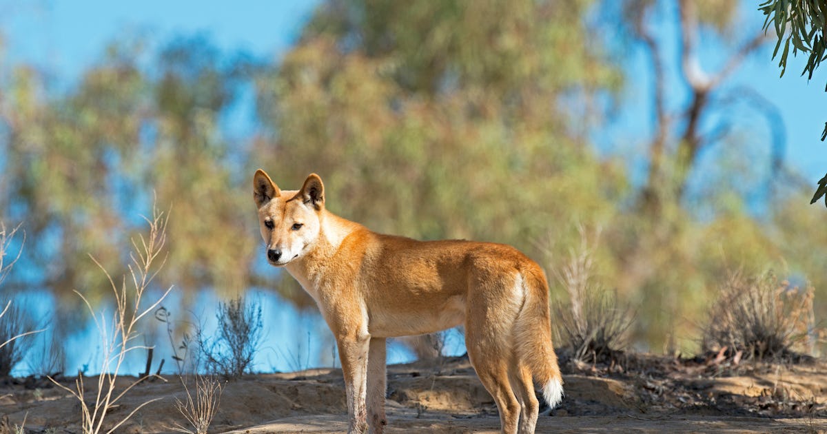 Eyes of the dingo provide insight into how dogs became our