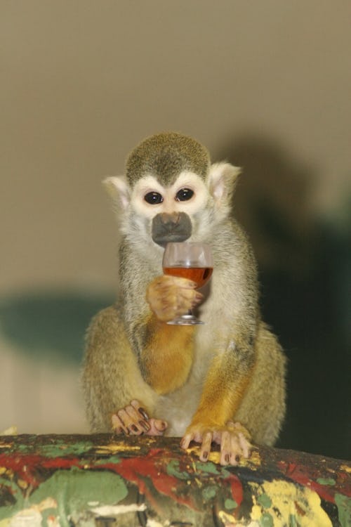 Monkey with glass