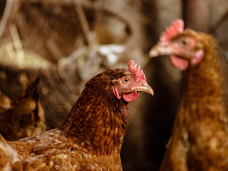 Hens in hen house. Hens in bio farm. Chicken in hen house. Chickens in farm at sunny day