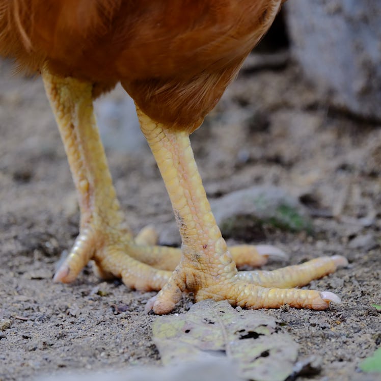 chicken feet claw from the side. Two scaly legs of a hen