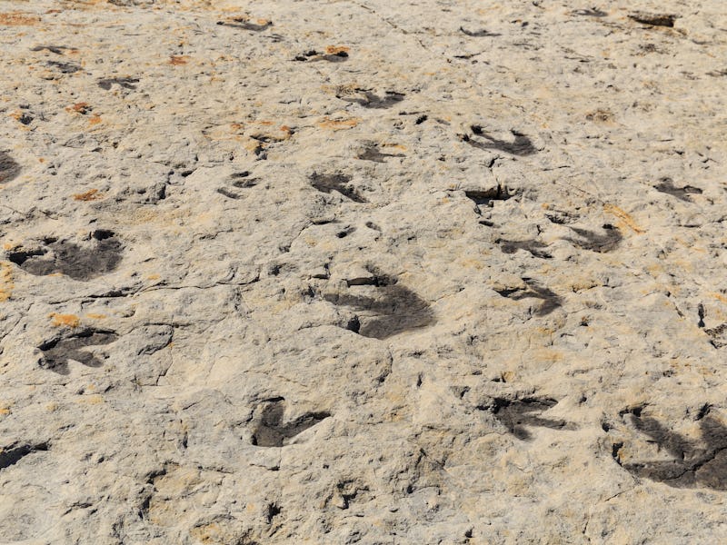Dinosaur foot prints from what was once Tidal flats on the shore of an ancient ocean in the Morri...