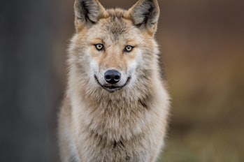 Сlose-up portrait of a wolf.