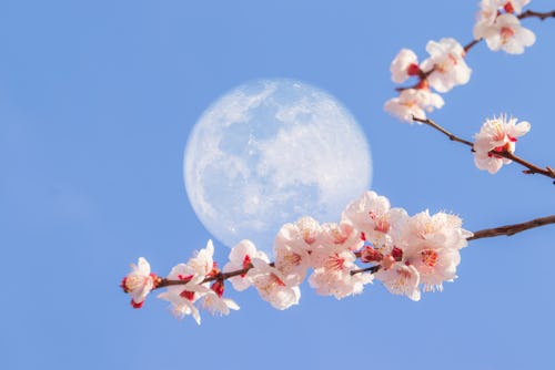 A large full moon in a blue sky, with branches of apricot flowers blossoming in the foreground. Her...
