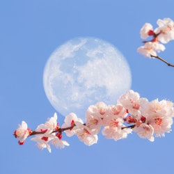 A large full moon in a blue sky, with branches of apricot flowers blossoming in the foreground.  Her...