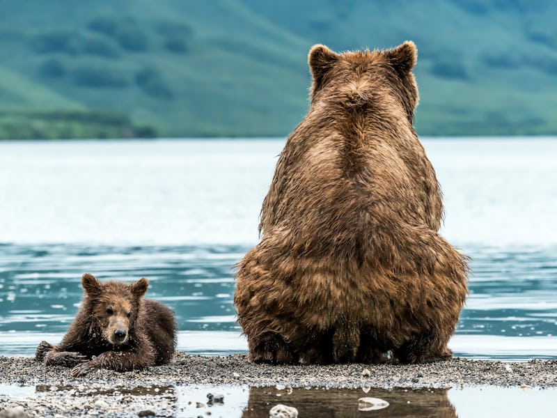 Mother bear with cub on the beach