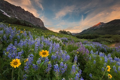 alpine meadow with wild flowers and mountains at sunset
