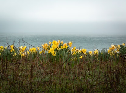 Yellow Shoreline Daffodils on Nantucket Island