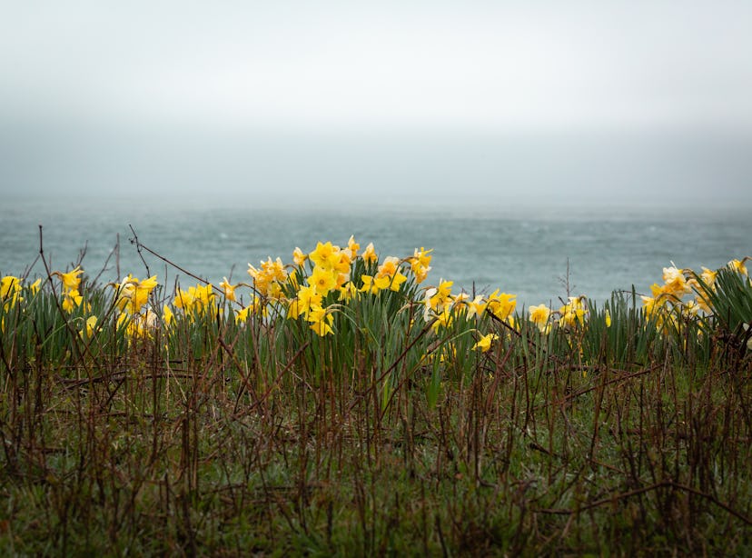 Yellow Shoreline Daffodils on Nantucket Island