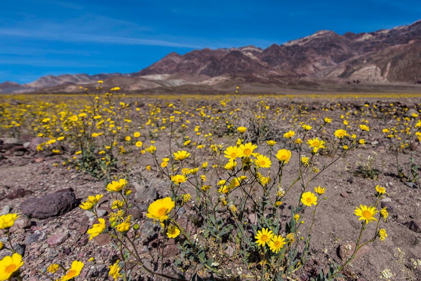 Death Valley National Park Super Bloom