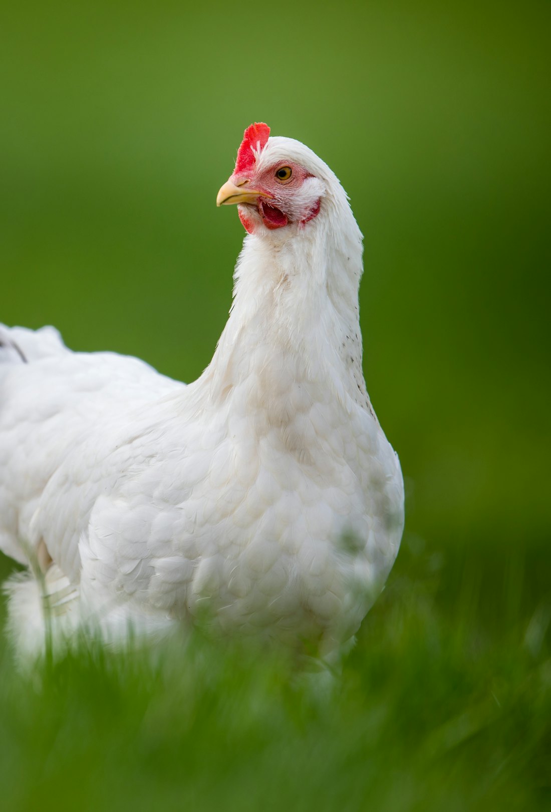 Keeping chickens has been a growing trend, especially among celebrities.