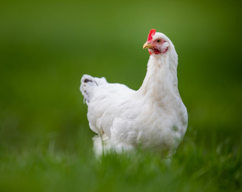 Keeping chickens has been a growing trend, especially among celebrities.