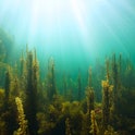 Algae and natural sunlight underwater seascape in the ocean, (brown seaweeds Sargassum and Cystoseir...