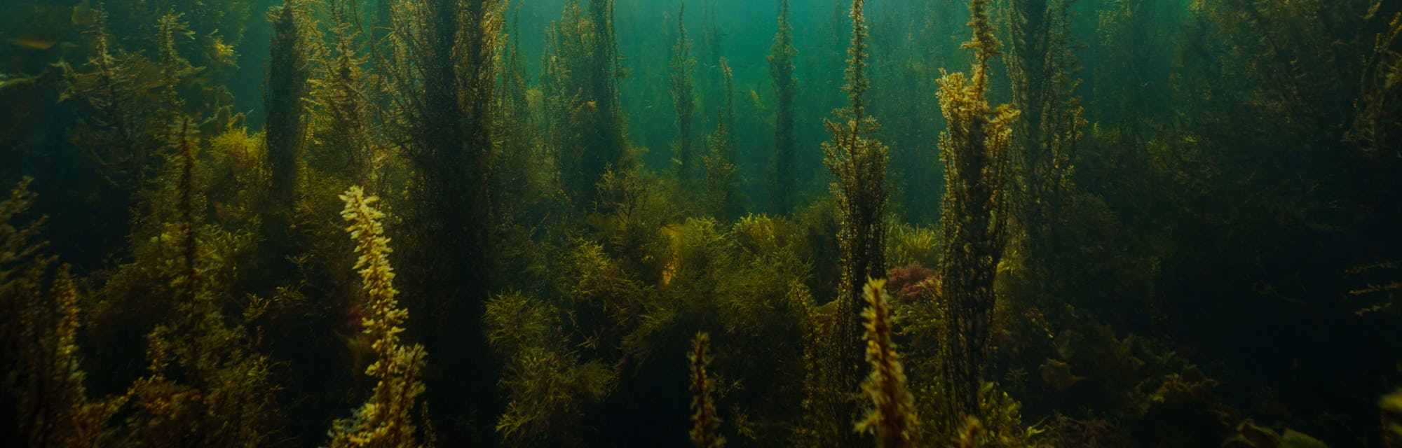 Algae and natural sunlight underwater seascape in the ocean, (brown seaweeds Sargassum and Cystoseir...