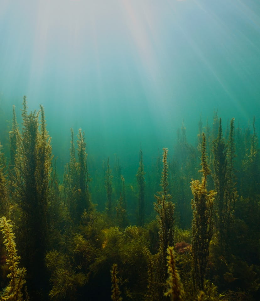 Algae and natural sunlight underwater seascape in the ocean, (brown seaweeds Sargassum and Cystoseir...