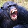 chimpanzees are angry
