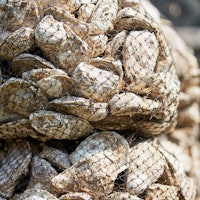 Oyster farm. Lots of nylon nets with spent oyster shells. Selective focus.                          ...