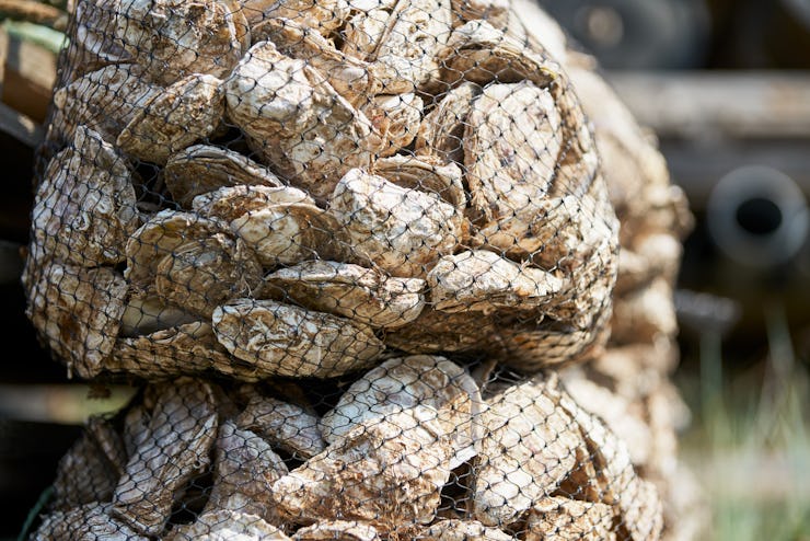 Oyster farm. Lots of nylon nets with spent oyster shells. Selective focus. ...