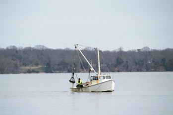 rust bucket oyster boat dredging for oysters in Chesapeake bay.