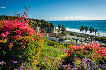 Colorful flowers and view of San Clemente State Beach from Calafia Park, in San Clemente, California...