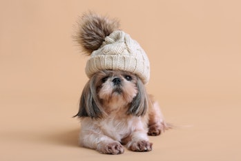 Cute dog in warm hat on color background. Concept of heating season