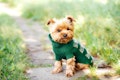 close up portrait of pretty sweet small little dog Yorkshire terrier in pullover outdoor dress, jac...