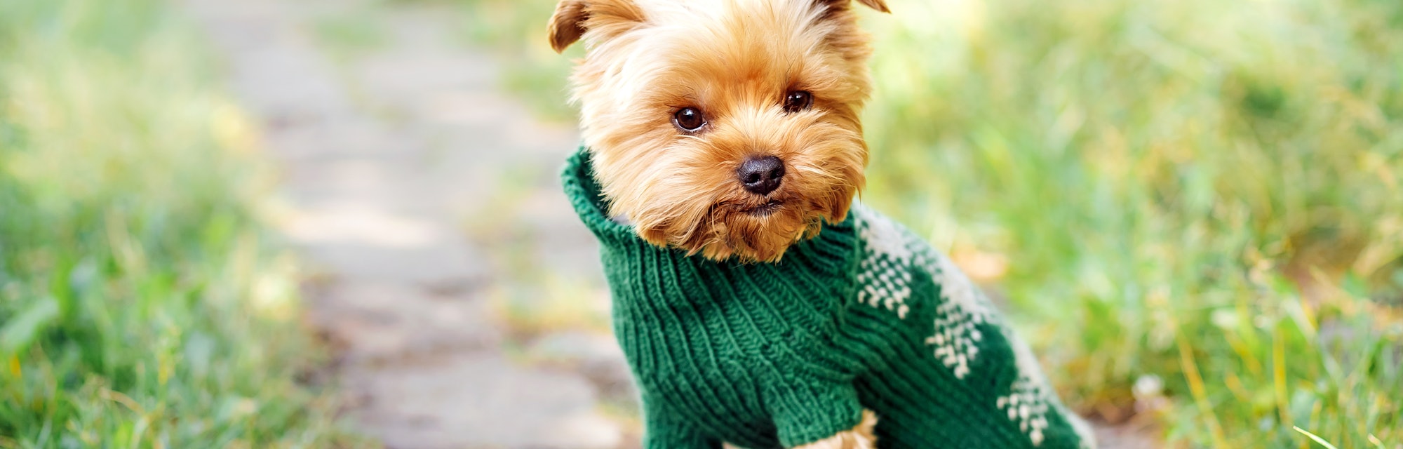 close up portrait of pretty sweet small little dog Yorkshire terrier in pullover  outdoor dress, jac...