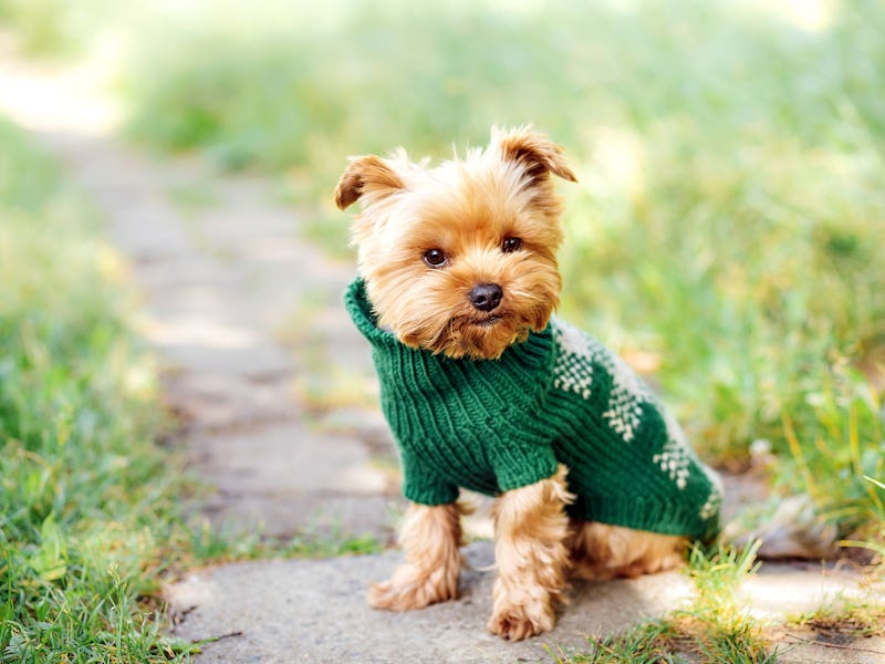close up portrait of pretty sweet small little dog Yorkshire terrier in pullover outdoor dress, jac...