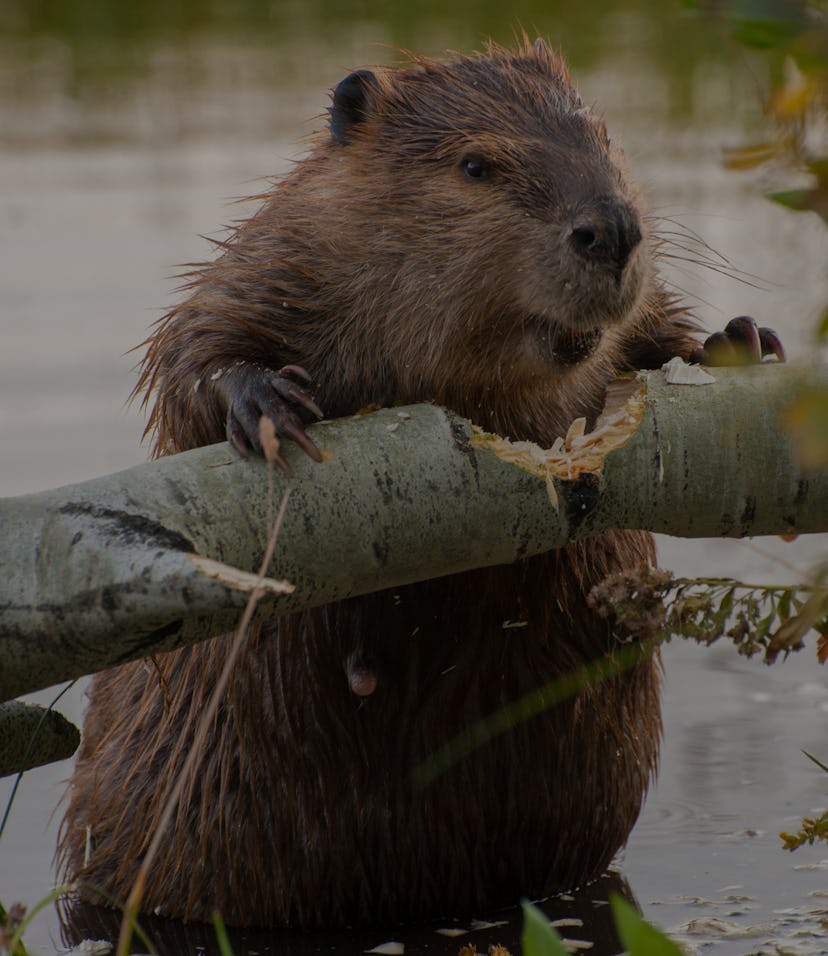 Usa, Wyoming, Grand Teton National Park. North American Beaver (Castor canadensis) gnawing through a...