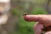 bee sits on a finger from a beekeeper. Beekeeper holding finger bee lot