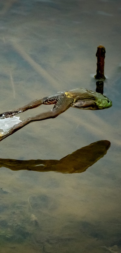 Bullfrog leaping in pond through cattail vegetation.