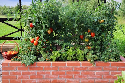 tomatoes growing in raised brick garden bed