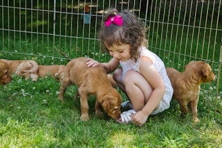Little toddler girl squatting with litter of puppies while one puppy licks her toes
