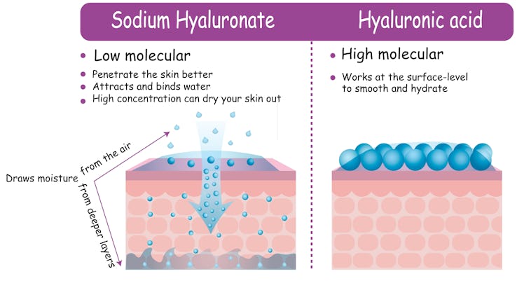 Vector Infographic Hyaluronic acid and Sodium Hyaluronate comparison scheme. Difference effect on sk...