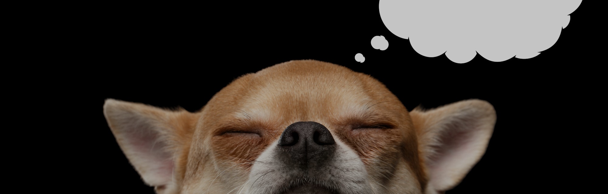 Chihuahua dog thinking with closed eyes, in bubble, isolated on Black background