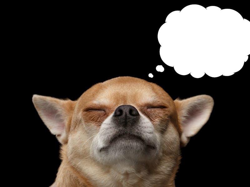 Chihuahua dog thinking with closed eyes, in bubble, isolated on Black background