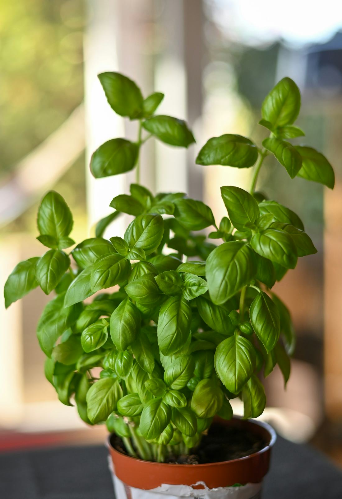 The Best Herbs To Grow At Home