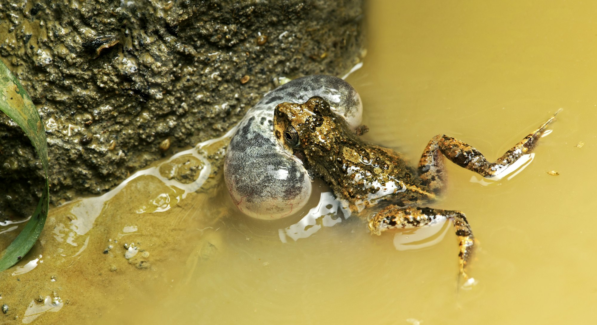 Male, Tungara frog (Engystomops pustulosus) in water