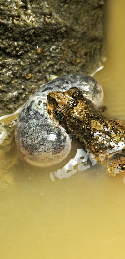 Male, Tungara frog (Engystomops pustulosus) in water