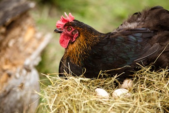 Chicken hatching eggs. The lifestyle of the farm in the countryside, hens are hatching eggs on a pil...