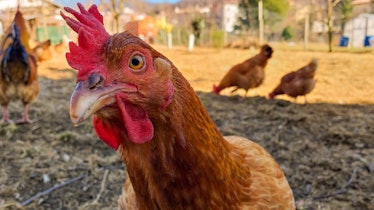 Red laying hen looking into the camera. New Hampshire hens in organic farming. Free range hens. Vene...