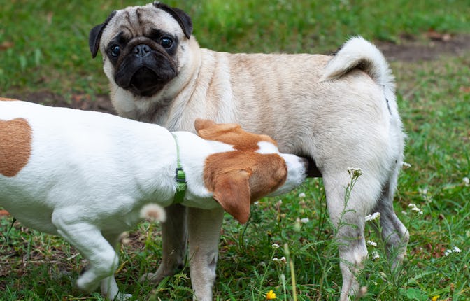 Jack russel terrier and pug dog sniffing each other outside
