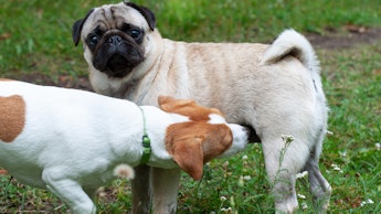 Jack russel terrier and pug dog sniffing each other outside