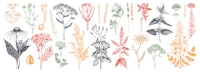 Medicinal herbs collection in color. Vector set of hand drawn  herbs, weeds and meadows. Vintage pla...