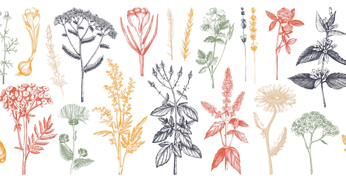 Dangerous herbal abortion misinformation is thriving on WitchTok Dangerous herbal abortion misinformation is thriving on WitchTok